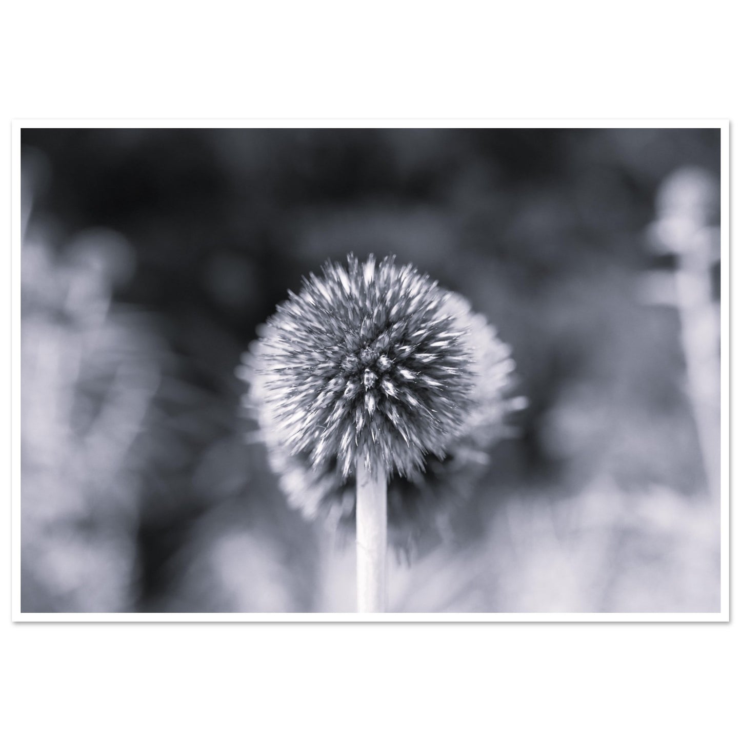187e5218-ff02-4d35-9d3a-27ba551e4ed2