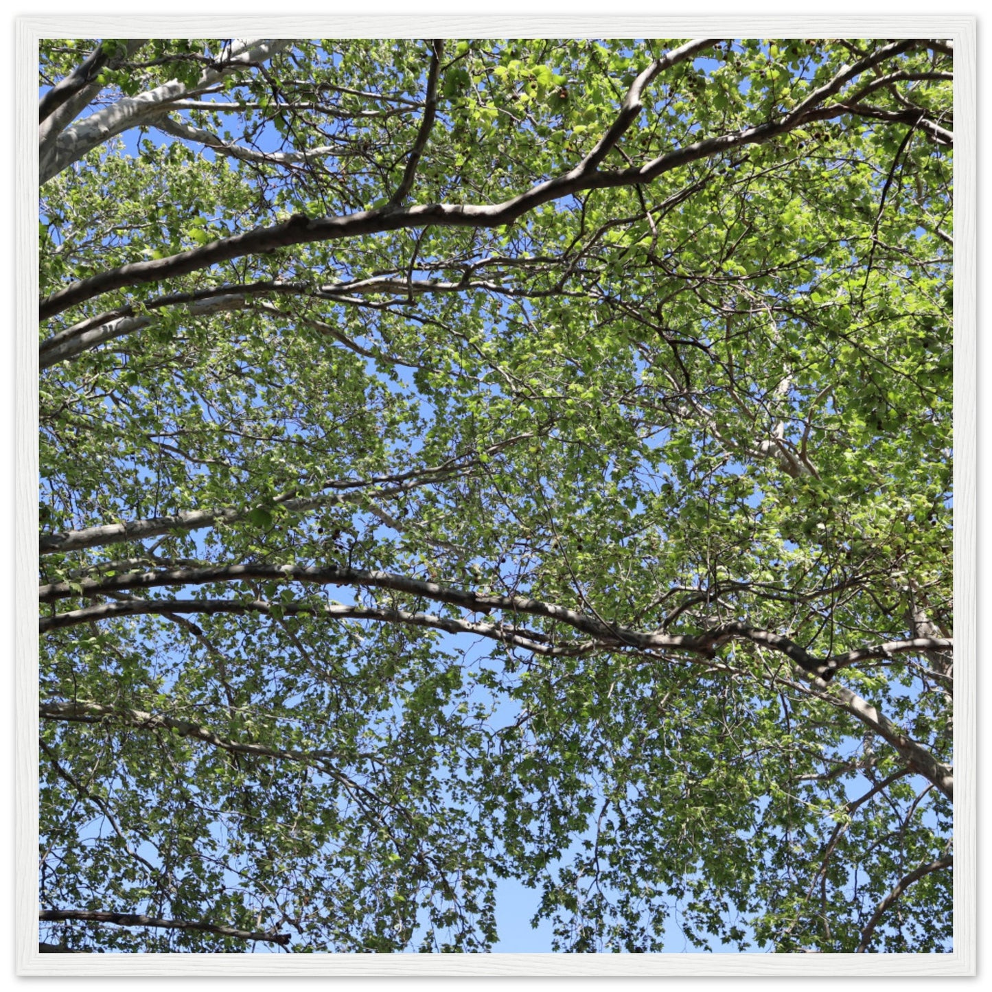 82e03cec-77cc-47d5-940a-7c45ea2fc440