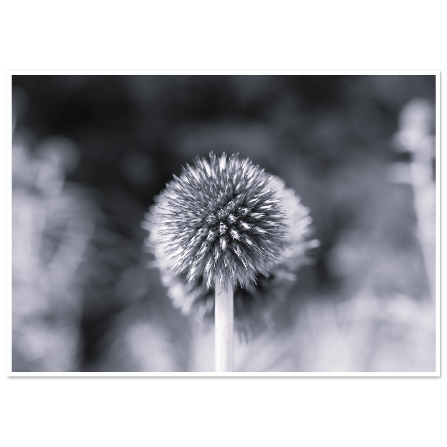 d8edb1b9-4499-424b-8270-abc538848464