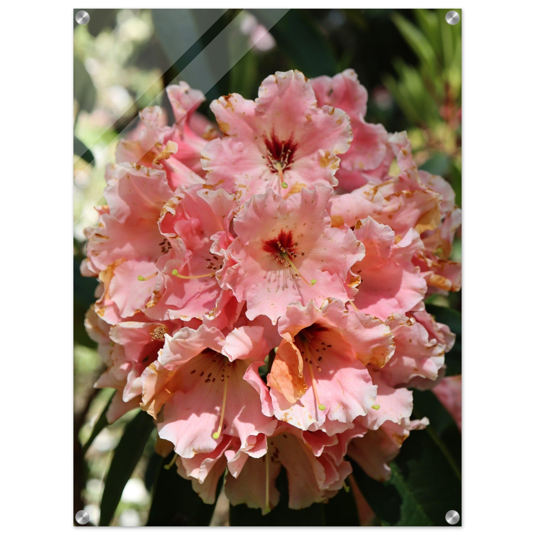Green Vs Ruffly Pink ruffly rhododendrons in bloom - Acrylic Print – Leika Studio