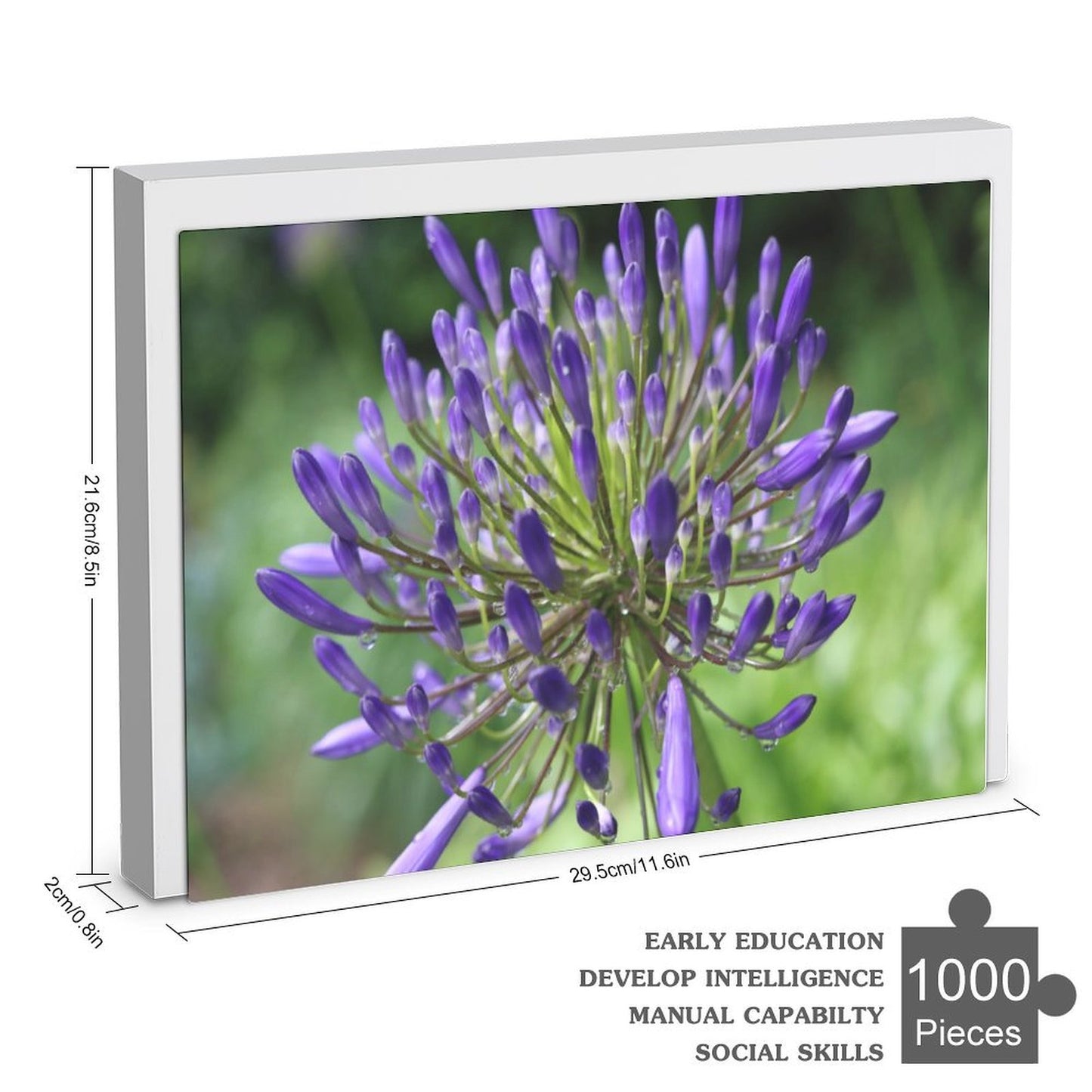 Agapanthus flower after the rain - 1000-Piece Jigsaw Puzzle