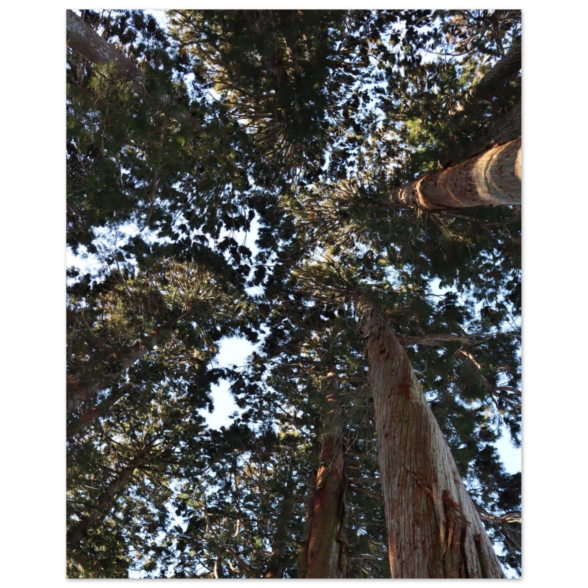 1cd3cc1a-d21e-4bd8-84ff-1f07bf287235