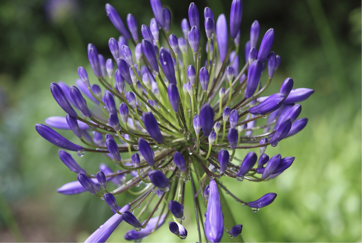 Agapanthus flower after the rain - Premium Matte Paper Poster