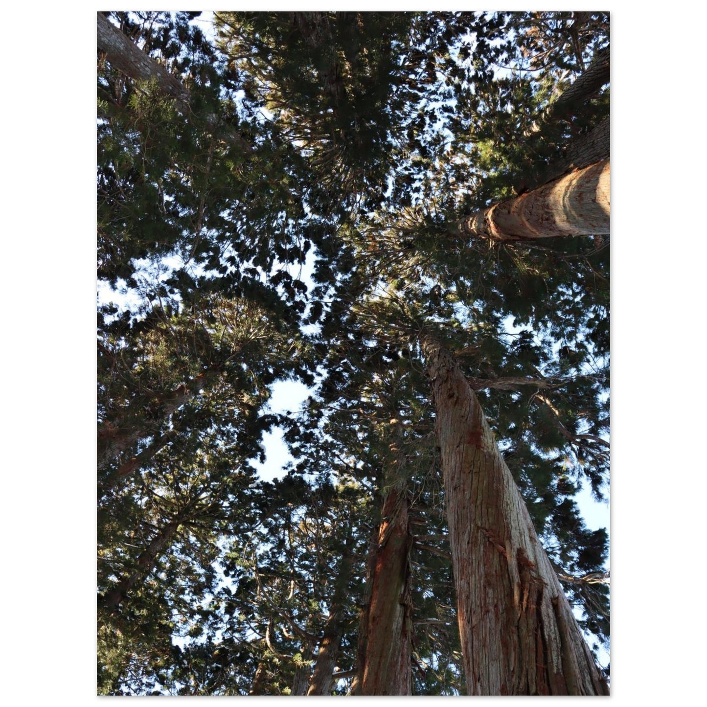 b2c4c5ae-65e1-44a5-8063-a04c27674687